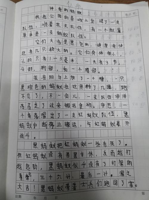 观察有趣蚂蚁的日记