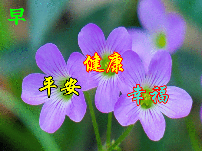 上午好,最新动态表情图片大全集,祝大家健康快乐表情图片大全!