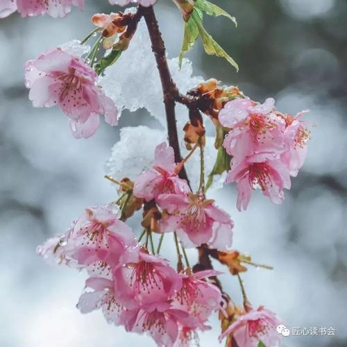 散文小说樱花姐|唐万清四川邻水