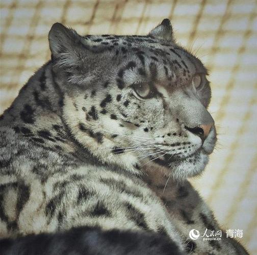 西藏发现二级保护动物,身上斑点像豹子,凶猛如虎喜欢进村抓鸡吃