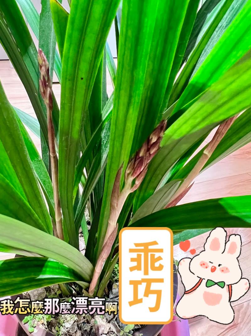 如何促进墨兰开花，并且保证开花，掌握方法技巧
