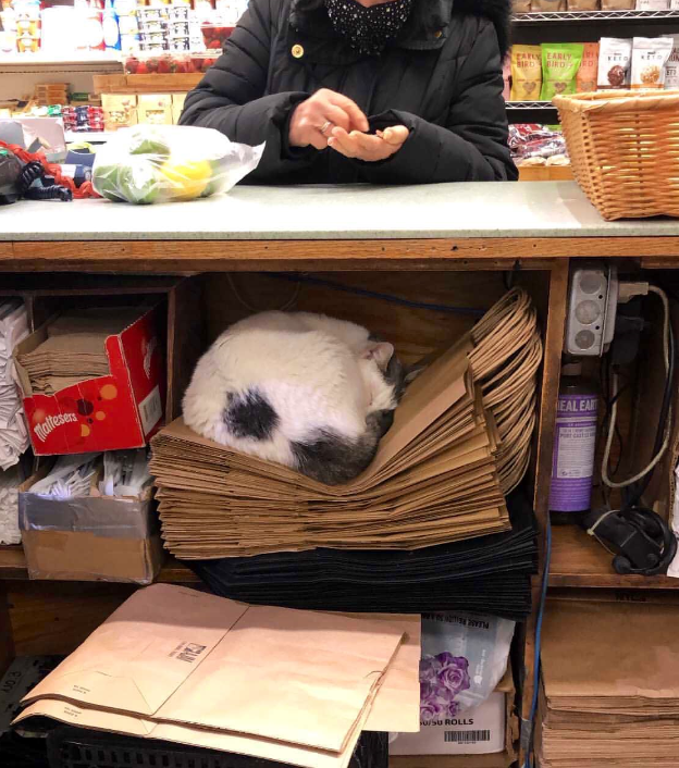 50张便利店的猫咪图片超级治愈,赶走一天的坏心情