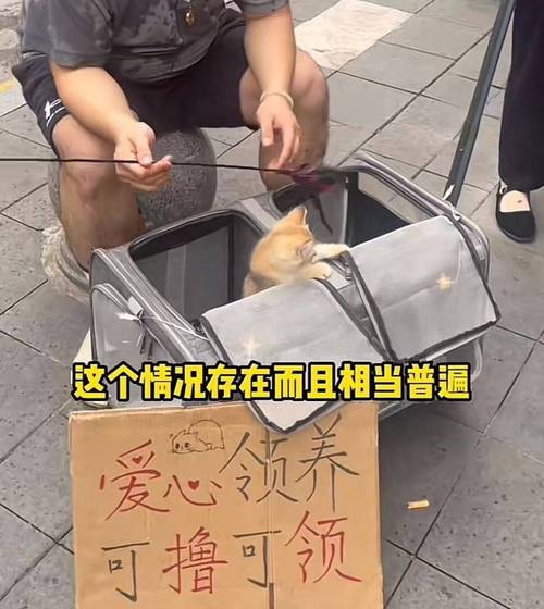 领养猫咪被要求买配套高价猫粮多位消费者因拒买被商家告上法院