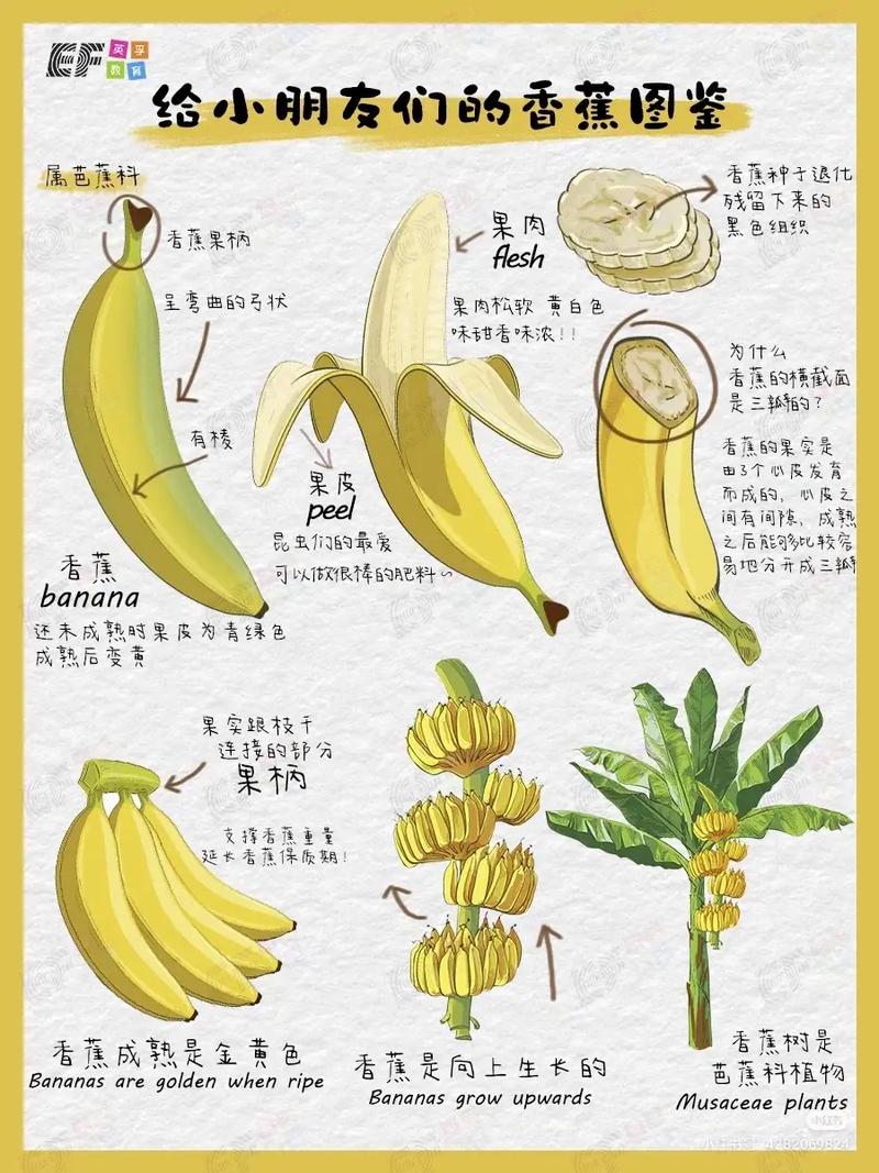 科普知识丨为啥香蕉成了运动员的“能量包”。
