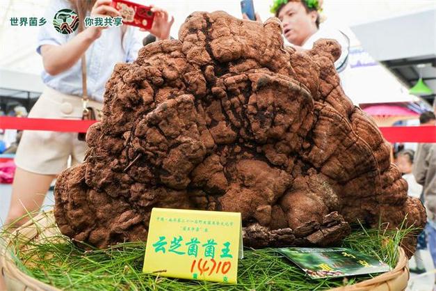 美好生活在云南｜楚雄南华“十大菌王”出炉
