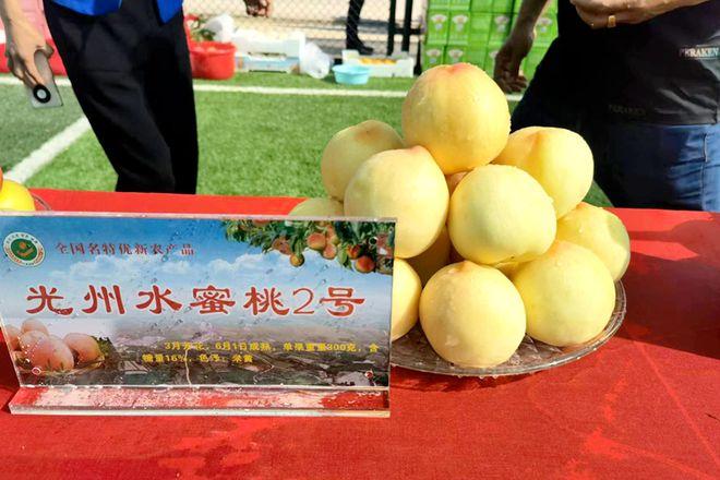 潢川县白店乡小小水蜜桃致富好产业