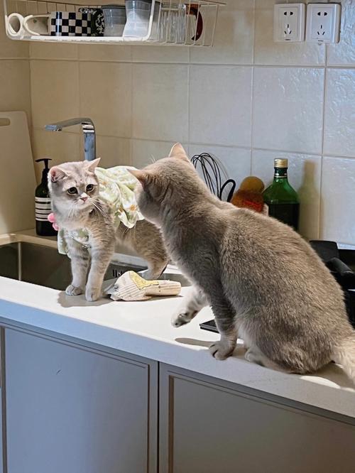 养了一只小猫,却没想到它是盯人狂魔…确定不是恋爱脑。
