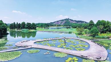 莫奈的睡莲世界本周末起再现300多种睡莲将亮相辰山植物园,14个新品种首次展出