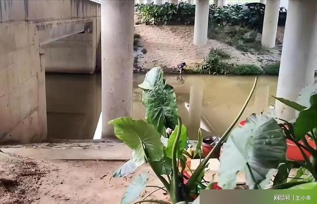 广东“桥洞大神”隐居桥下豪华别墅，翻宝箱为生，幸福感很强