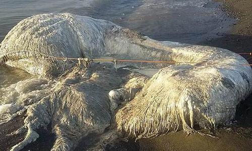 巨物掠过地球,人类无知无觉NASA拍到照片,外形不可描述