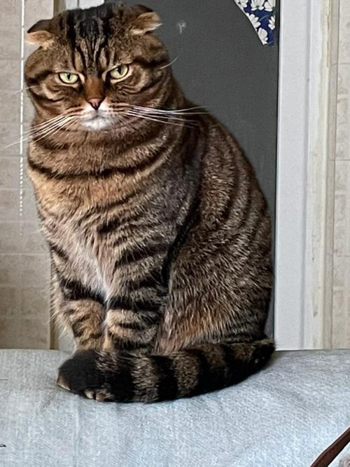 猫咪为什么会静静地凝视着。感觉好像被猫咪锁定了
