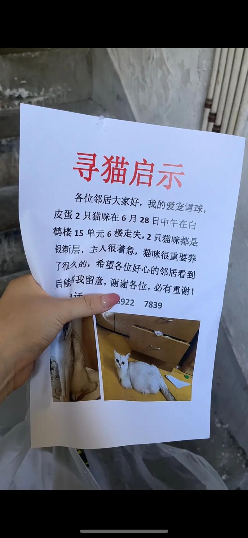注意看,这是炫猫启示不是寻猫启示