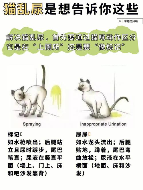 养猫新手小知识,猫咪乱尿习惯难改正。原因居然是因为这个
