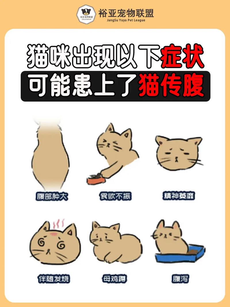 猫咪有这几种特征,宠主要注意了,可能是得了“猫传腹”