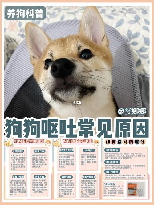 狗狗突然吐黄水是什么原因引起。