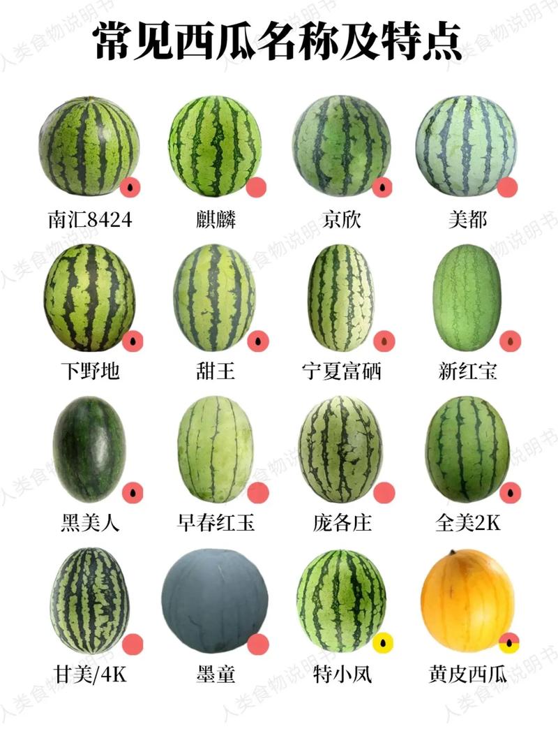 常见的西瓜名称及特点