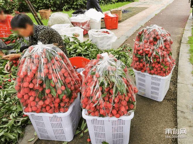 荔枝红了莆田这群人最近一天能赚500块