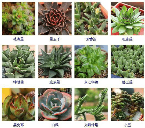 100种常见多肉图鉴,比花还美,你认识几种。