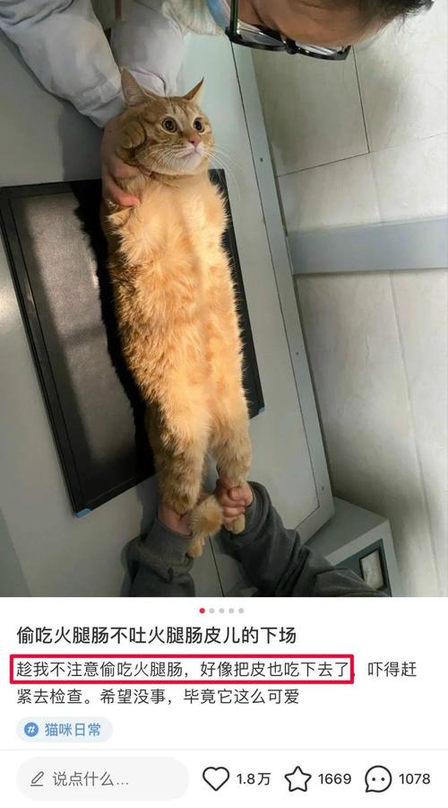 “家里这些物品,正在偷偷害死你的猫”