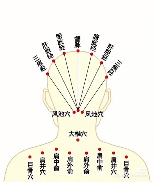 郑重论述神经系统不是经络
