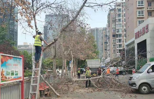 郑州18棵法桐被下毒致死,5名嫌疑人已抓获,只因挡了饭店门头