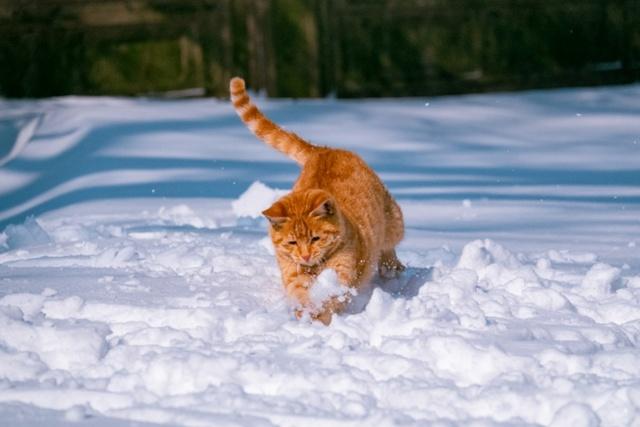 江南公园小动物开启“猫冬”生活