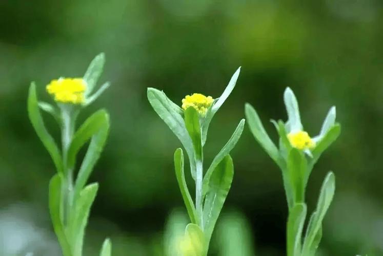名家散文丨周作人故乡的野菜
