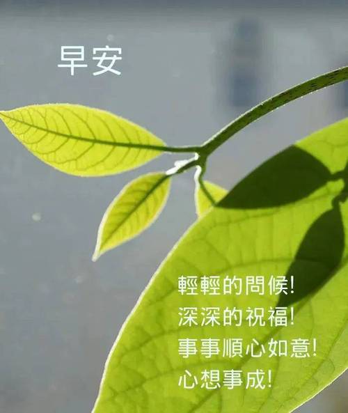 朋友圈早安文案|晨光洒进心房,美好的一天又登场