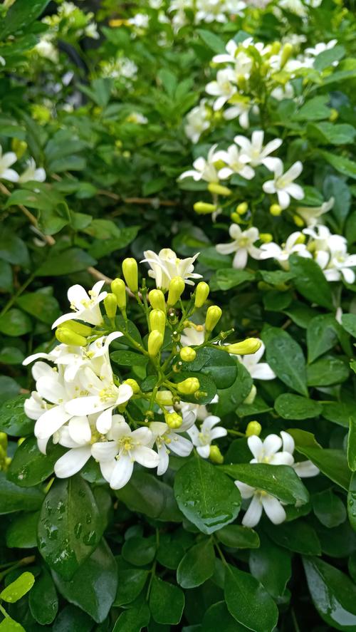 这种植物味道芳香,人称“七里香”,是一种值得种植的观赏植物