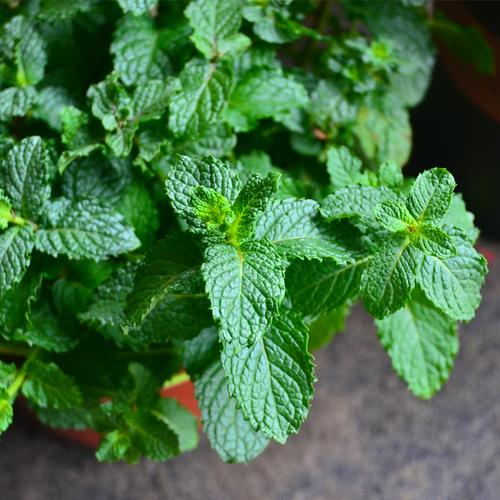 厨房香料植物|薄荷篇