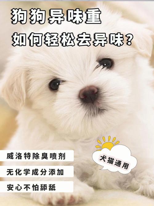 狗狗头部有异味是什么原因。