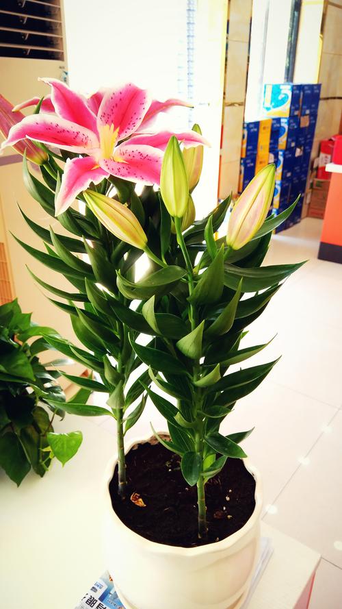 邻居养的百合花,盆栽百合花也能“开爆花盆”。真是活见久