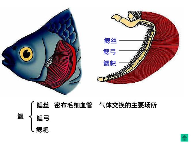 科学鱼免费网课|五上第二单元第五课
