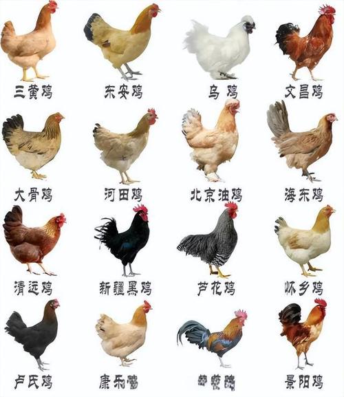 中国历史十大名鸡，快来看看你都吃过哪些。