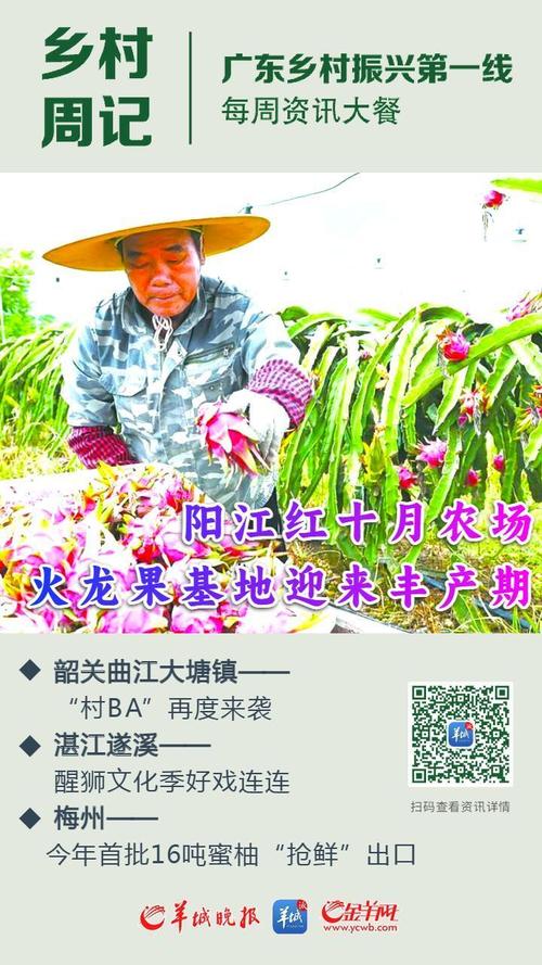 乡村周记｜阳江火龙果基地迎来丰产期韶关曲江大塘镇“村BA”再度来袭