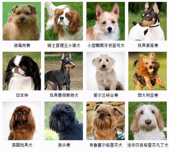 宠物狗狗名称大全,61个“萌萌哒”狗狗名,赶紧收藏