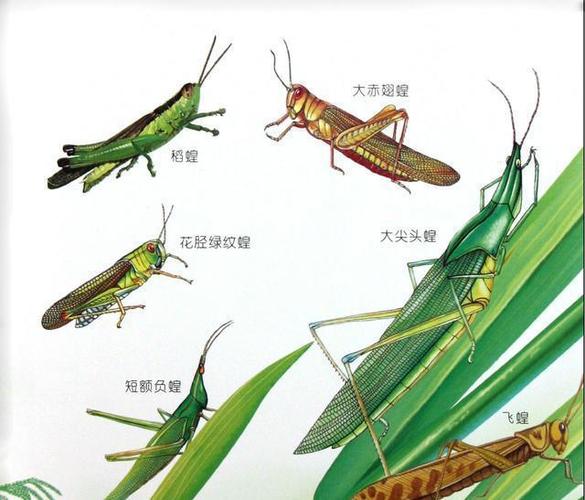 农村常见的十二种蚂蚱,你认识多少。