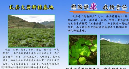 生态种植开辟中药材可持续发展“新天地”
