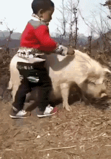 「动态图GIF」搞笑动态图片集锦，一次看个够