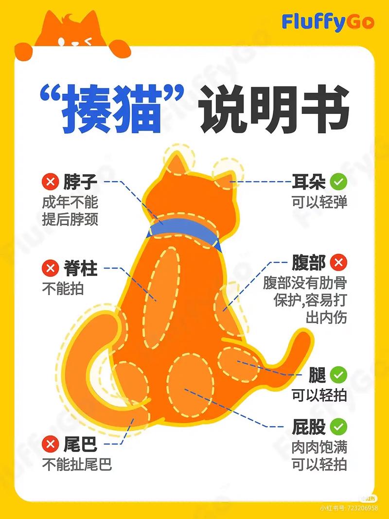 如何养猫。铲屎大队给新手的入门攻略及注意事项!