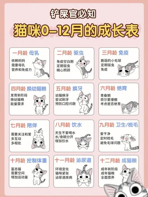 怎么确定猫认主人了,最全的新手养猫攻略