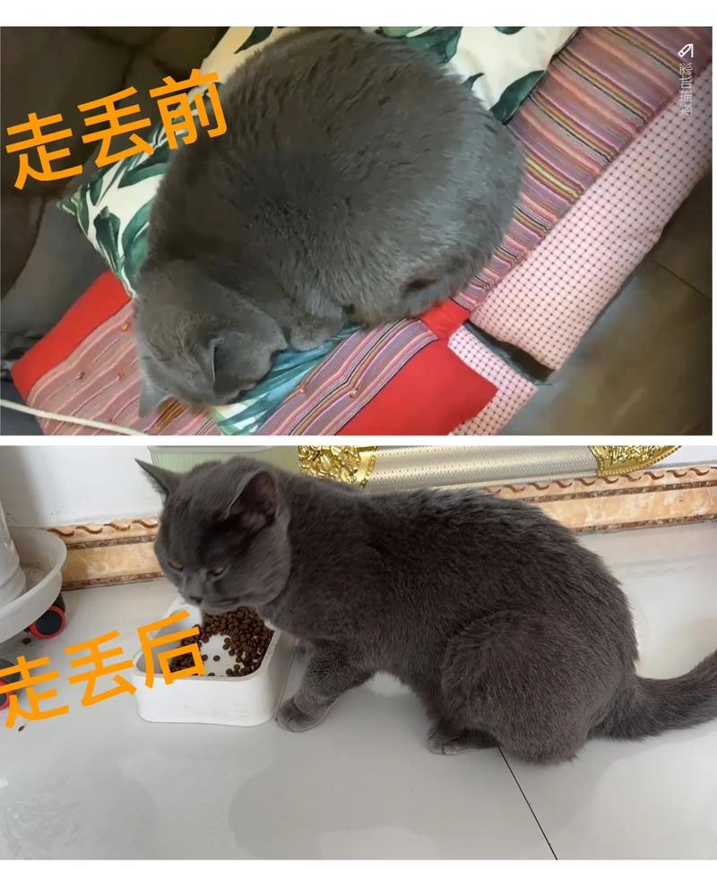 家猫不幸走丢了,主人求助流浪猫帮忙,还真给找回来了