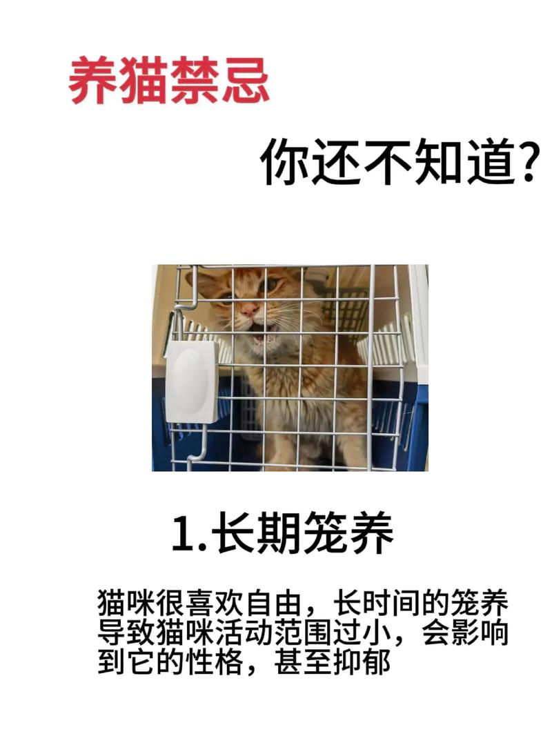 新手养猫必看,要注意的养猫禁忌
