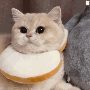 猫GIF猫可以胖到什么程度