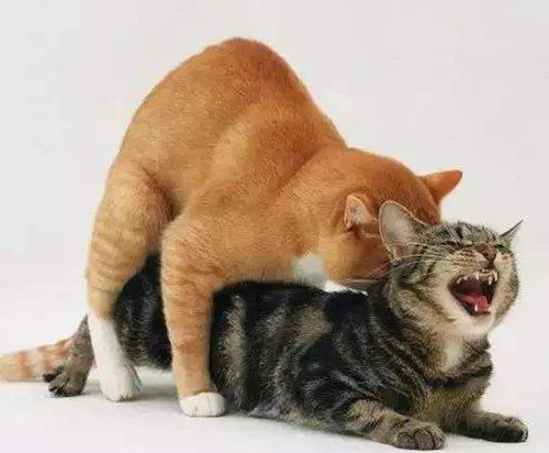 猫在交配时为什么会发出凄惨的叫声。公猫为何会咬住母猫的后颈。