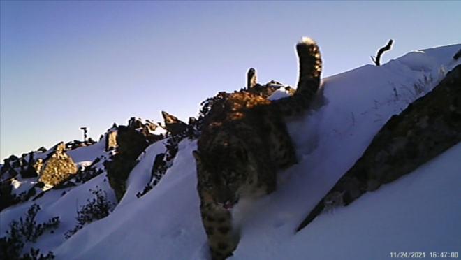 现场视频雅安-宝兴丨雪山“大萌猫”巡山打卡