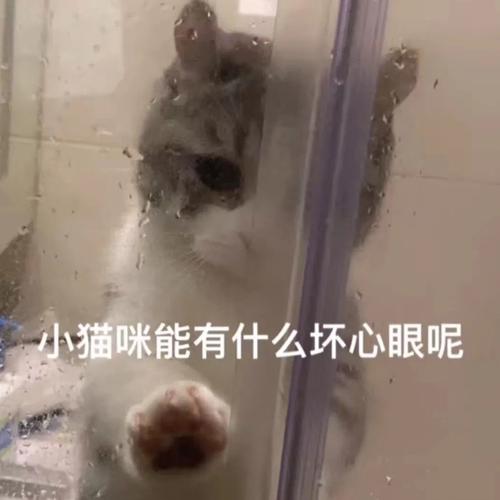 小猫猫能有什么坏心思呢