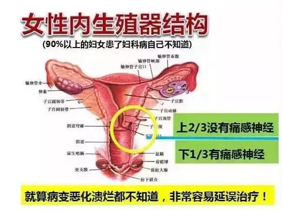 女性生殖结构天生容易“生病”。盘点6个常见致病因素,同样重要