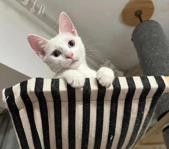 人类世界留给你的那些缺口,小猫咪都能填补