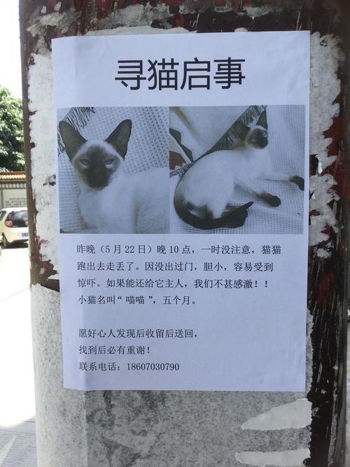 寻猫启事能有离谱。猫看完原地气死